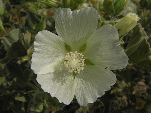 Malva agrigentina / Malvone di Agrigento